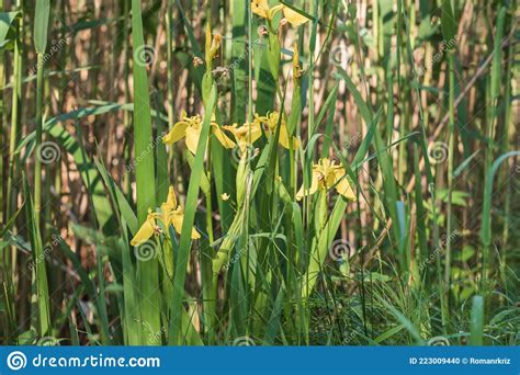 Gelbe Iris In Der Wildnis Wachsen In Der Wiese Stockfoto Bild Von