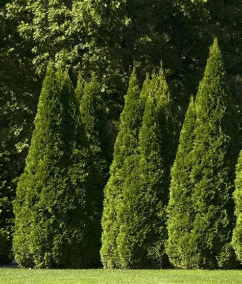 THUJA TUJA PYRAMIDALIS COMPACTA W DONICY Drzewka Faworytka Pl