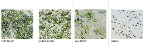 The Classification Schema To Map Seagrass Density And Distribution Download Scientific Diagram