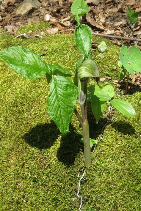 Jack In The Pulpit From Ethan Allen Park 1006 North Ave Burlington