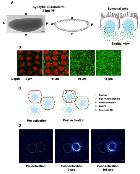 Photoactivation Experiment To Ascertain The Distribution Of