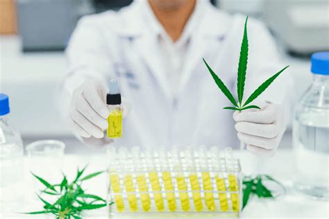 Ensuring Safety Maryland S Robust Cannabis Testing Program Explained