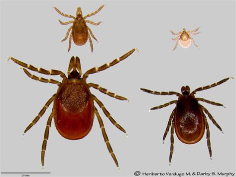 Pictures Of Deer Ticks And Other Ticks Wisconsin Ticks And Tick Borne