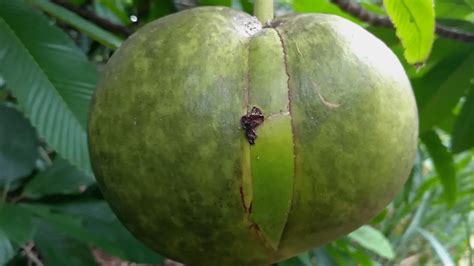 Para Que Serve A Maçã De Elefante - Fruta Maçã-de-elefante é comestível? Para que serve - HPG