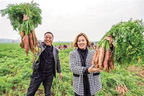 大荔县红萝卜喜获丰收 全县种植面积达10多万亩新浪陕西新浪网