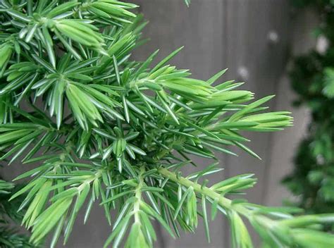 Taylor Juniper Tree Care Guide | Plantly