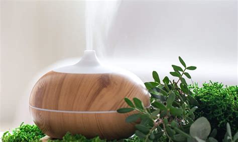 6 Best Humidifier For Plants Reviews Guide