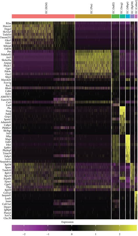 Integrate Analysis Reveals Endothelial Cell Heterogeneity A Umap Download Scientific Diagram