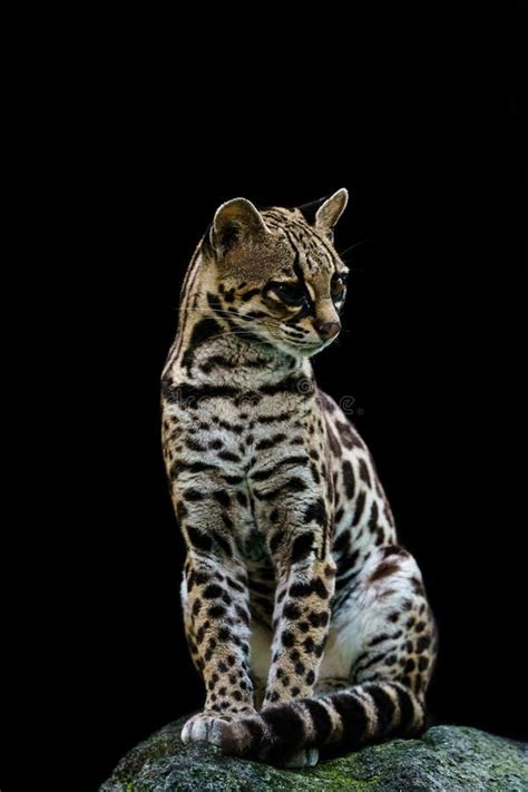 Female Margay Leopardus Wiedii Early Morning In Forest In Csota Rica