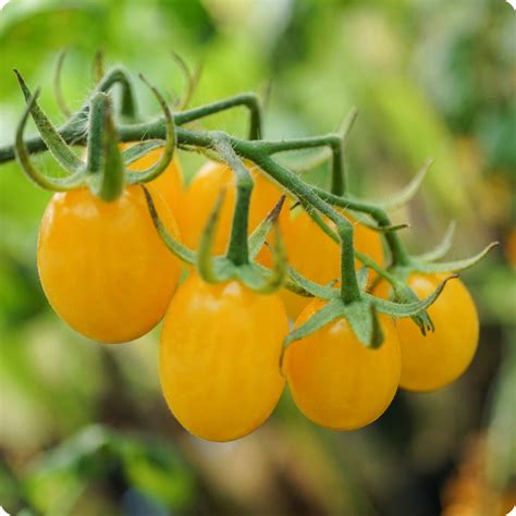 Ildi Cherry Tomato Seeds Heirloom Untreated Non Gmo From Canada