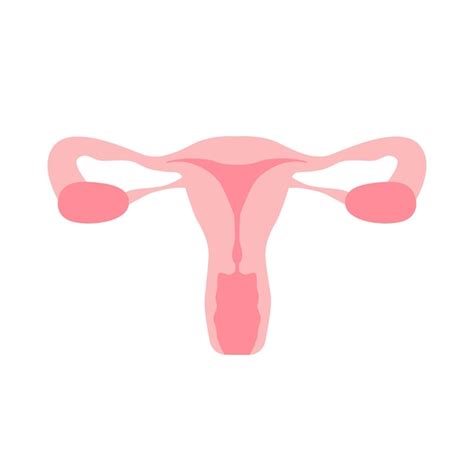 Premium Vector Female Reproductive System Uterus Organs Vector Illustration