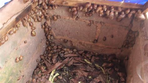 Snail Farming In Nigeria Edo State Benin City Pt2 Youtube