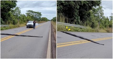 馬路上怎麼有條線！男子下車一看立刻「熱心攔車護送」：過馬路要注意安全唷～ 汪喵遊樂園