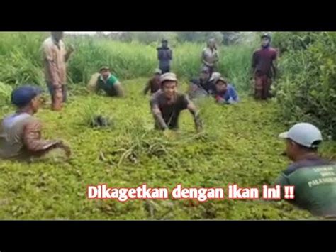 Cara Orang Kampung Mencari Ikan Ketika Air Danau Mulai Surut Dengan