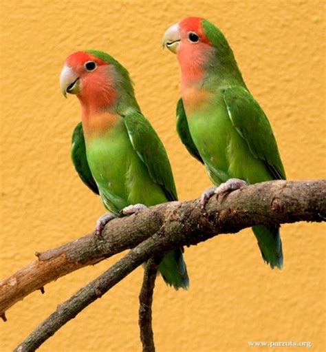 Parrot Encyclopedia | Peach-faced Lovebird | World Parrot Trust