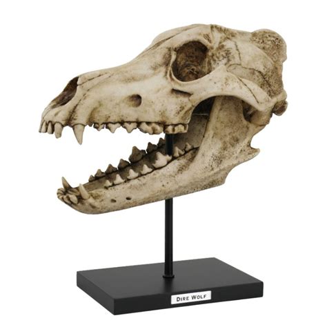 Dire Wolf Skull Replica Dapper Cadaver Props