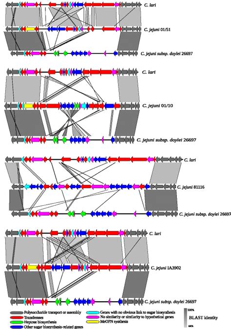 Comparison Of The Capsular Polysaccharide Cps Locus Of Two Of The C