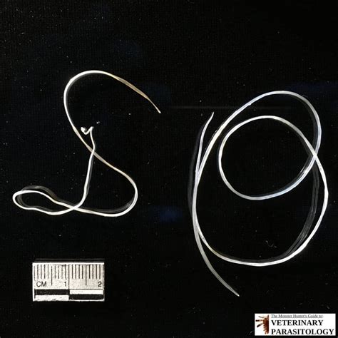 Dirofilaria Sp Roundworms Monster Hunters Guide To Veterinary Parasitology