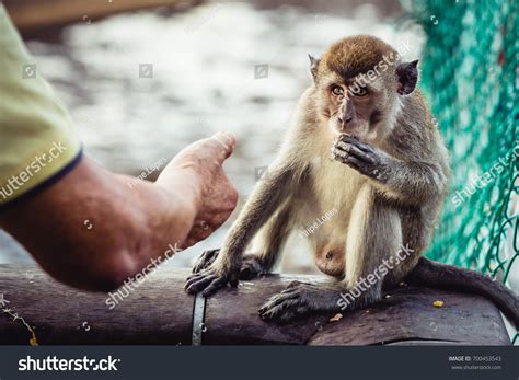 521 Man Feeding Monkey Images, Stock Photos & Vectors | Shutterstock