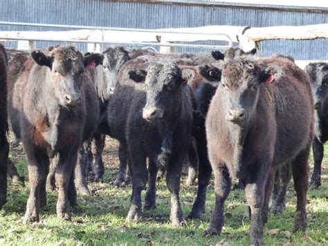 Understanding The Rising Prices Of Wagyu F Cattle In Martlabpro