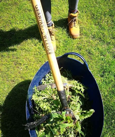 Tested - Grampa's Weeding Tool - Balanis