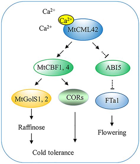 A Novel Medicago Truncatula Calmodulinlike Protein Mtcml Regulates