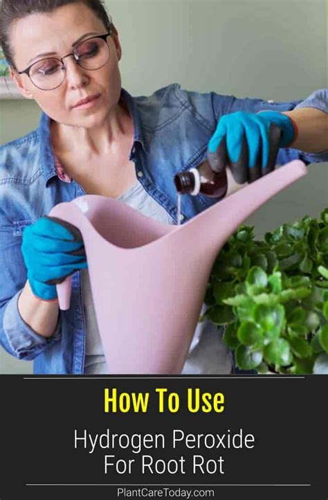 How To Use Hydrogen Peroxide For Root Rot In 2024 Hydrogen Peroxide