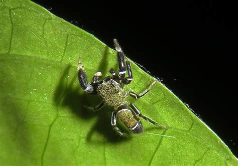 Jumping Spiders (Piranthus bakau) - Bali Wildlife