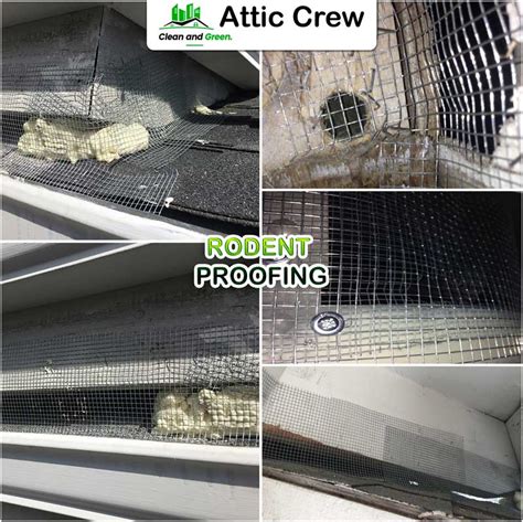 Rodent Proofing Attic Crew