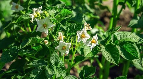 Potato Growth Stages How Fast Do Potato Plants Grow