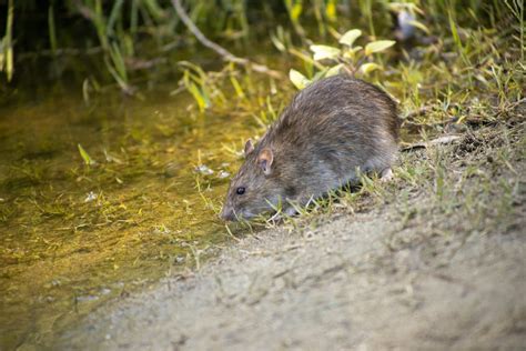 Brown and White Mice · Free Stock Photo