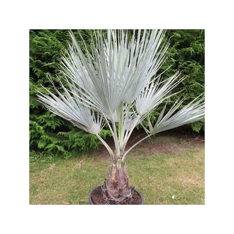 Mexican Blue Palm Seeds Brahea Armata Palm Tree Pc Etsy