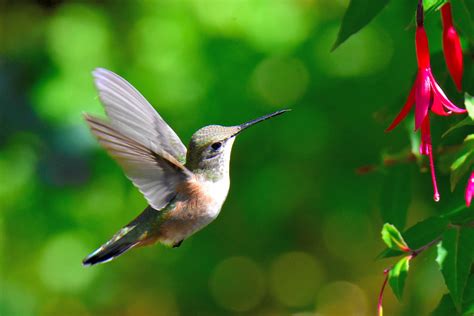 Rufous Hummingbird Selasphorus Rufus Female Navy Channel Flickr