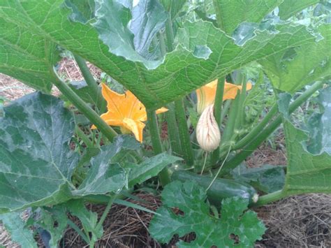 Recette Crumble De Courgette Le Blog Du Jardinier Bio