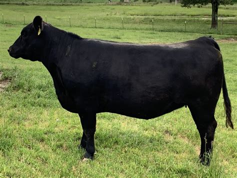 Angus Embryos For Sale Sb10 1408 Sire Buyer