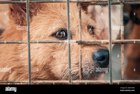 Portrait D Un Chien Triste Dans Un Abri Derri Re Une Cl Ture Attendant