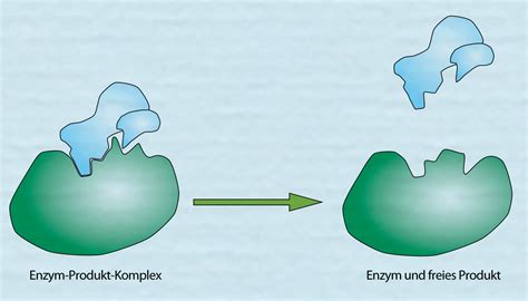 Spezifität der Enzyme