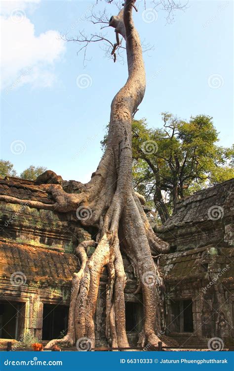 Ta Prohm Temple At Angkor Siem Reap Province Cambodia Stock Image