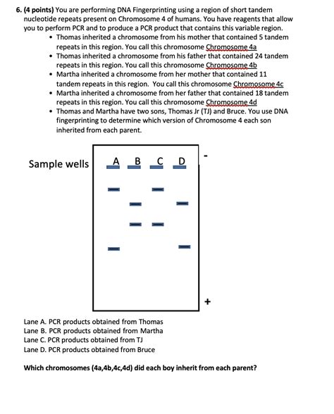 Solved 6. (4 points) You are performing DNA Fingerprinting | Chegg.com