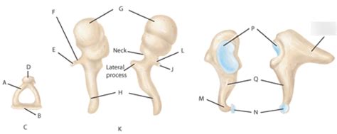 Incus bone Diagram | Quizlet