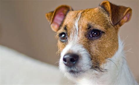 Jack Russel Terrier Mixes: 40+ Different JRT Crossbreeds - K9 Web