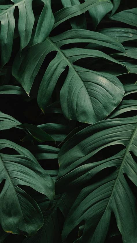 Aesthetic Dark Green Leaves, Aesthetic Leaf HD phone wallpaper | Pxfuel