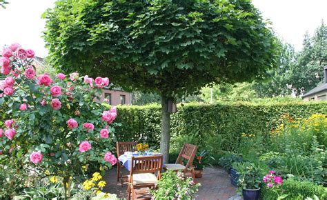 Schnellwachsende B Ume F R Den Garten Zierb Ume F R Mehr Schatten