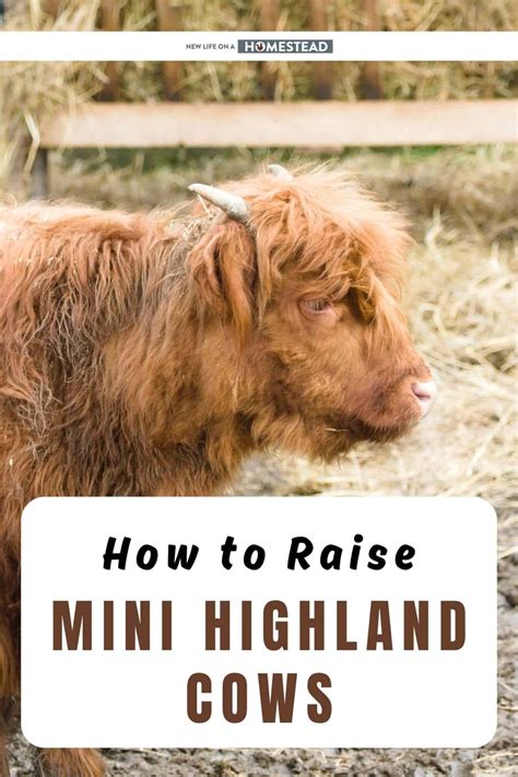 raising adorable mini highland cows