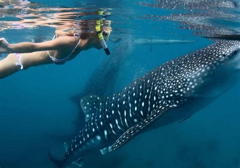 Cancun Whale Shark Encounter And Snorkeling Experience