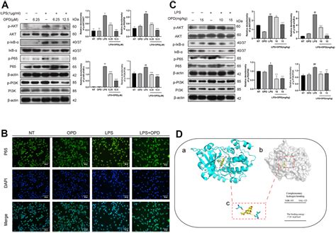 Oxypeucedanin Relieves Lps Induced Acute Lung Injury By Inhibiting The