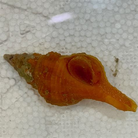 Horse Conch – Triplofusus giganteus – Tampa Bay Saltwater