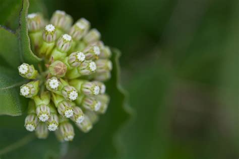 Free Picture Milkweed Pods Seeds