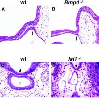 (PDF) Formation of Rathke pouch requires dual induction from the diencephalon