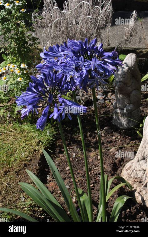 Agapanthus Praecox Also Known As A Blue Lily African Lily Or Lily Of